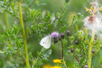 Schmetterling an den Blüten einer Distel © Dieter