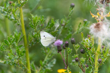 Schmetterling an den Blüten einer Distel © Dieter