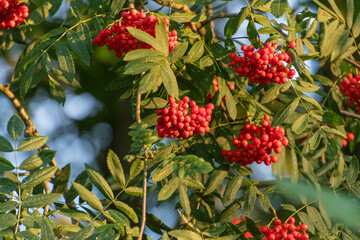 Rote Beeren der Eberesche