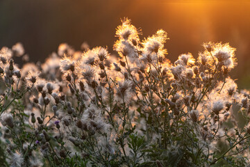 Bl&uuml;hende Disteln in der Abendsonne