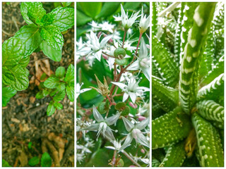 Home yard garden photo collage composition