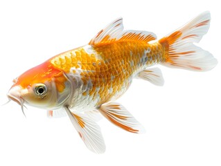 Fototapeta premium Majestic Koi Fish Swimming Gracefully with Shimmering Scales on White Background