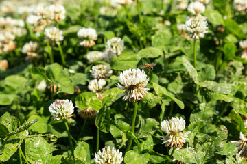A bee flies over a meadow with clover