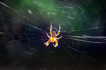 Gartenkreuzspinne; Araneus diadematus;