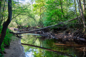 Low water level in a stream flowing through a forest