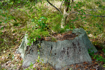 turquoise lichen on a tree stump in the Wildpark in Potsdam (Brandenburg), Germany.