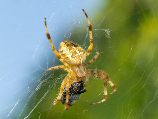 Spinne