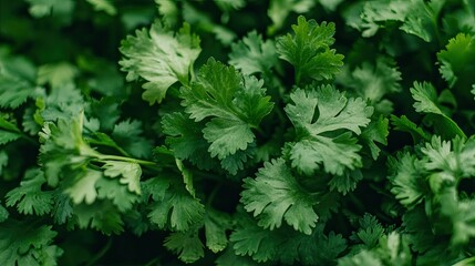 A close-up of a fresh bunch of cilantro leaves, highlighting their bright green, delicate, and feathery appearance. Perfect for food and herbal-focused photography.