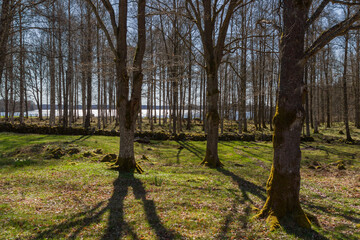 Old pasture by a lake