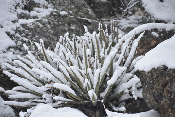 Yucca Plant Caked in Snow Colorado