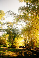 Amazon rainforest at sunset and trees 