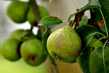 blossom of a pear tree