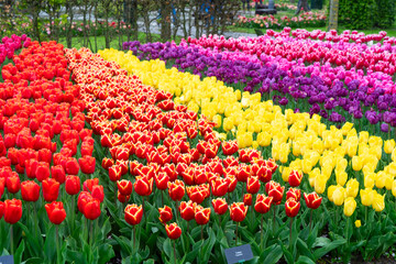 Famouse dutch red, orange, yellow, violet tulip field with rows in sunny day