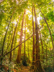 Amazon rainforest at sunset and trees 
