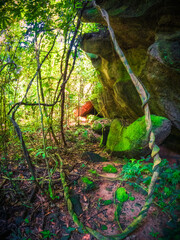 Amazon rainforest at sunset and trees 