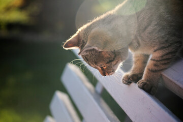 cat on a fence