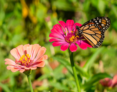 Monarch Butterfly on coneflower