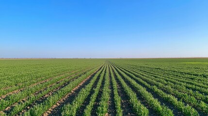 A sweeping view of a carrot field under a clear blue sky, with rows of green carrot tops stretching out into the distance. Ideal for agricultural and nature-focused imagery.