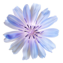 Chicory, Plant, Isolated on Transparent Background, Graphic Resource for Gourmet Advertising, Menu Design, Website Banners, Packaging, and Social Media Campaigns