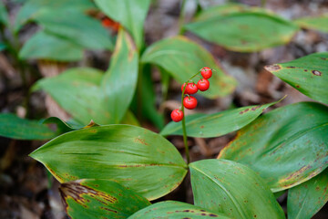 closeup image of lily of the valley plant with red berries (Convallaria majalis) during late summer