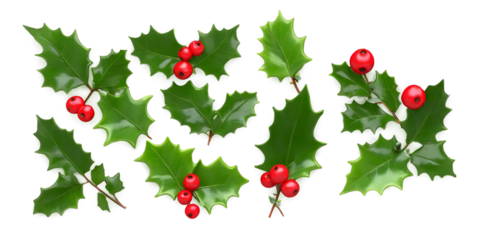 A festive collection of holly leaves and red berries, isolated on a transparent background.