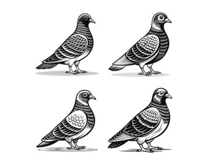Set of black pigeon bird silhouettes flying.
