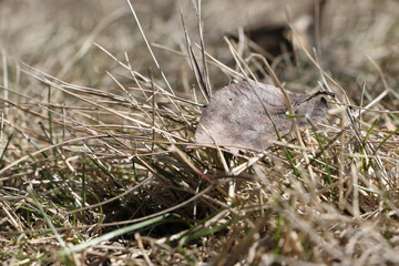 cleaning day. autumn leaf on dry grass close-up. High quality photo
