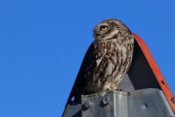 little owl