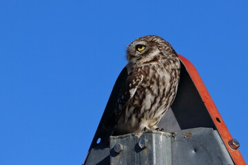 little owl