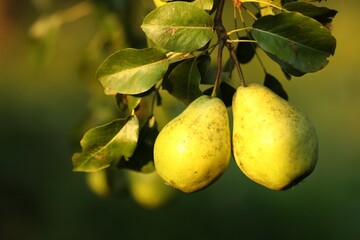 Ripe pears growing on tree in garden, closeup