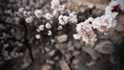 View of apricot flowers, spring time in Hunza Valley, Gilgit Baltistan, Pakistan