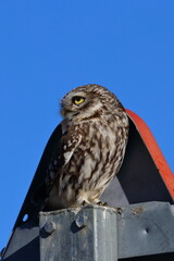 little owl