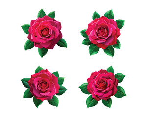Fototapeta premium set of colourful rose flower.