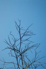Tree against sky