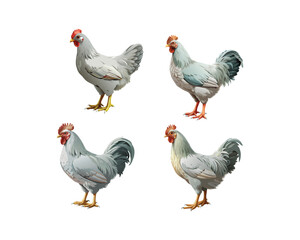 chicken isolated vector.