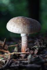 Pilz im Wald
