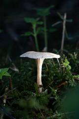 Pilz im Wald