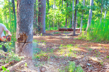 Forestry worker sawing cuts an old tree that has been damaged by chainsaw prunes it sanitary