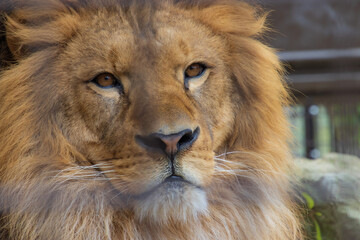 ライオンの顔