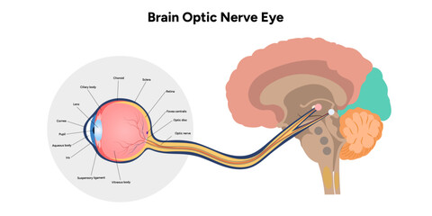 Brain optic nerve eye and eye anatomy	