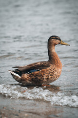 Ente im Wasser