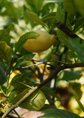 citrus on the tree