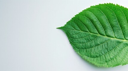 Lush Green Leaf Close-Up, vibrant foliage showcasing rich textures and a serene atmosphere, ideal for eco-friendly themes and ample space for additional text.