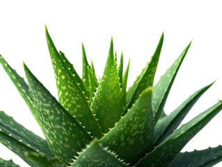 Green aloe vera plant isolated on white background. PNG transparent.