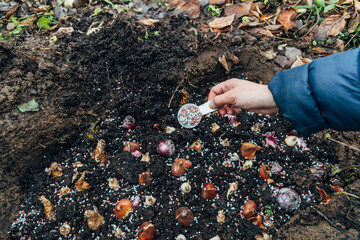 A gloved hand holds a shovel and fertilizes the ground before planting, autumn