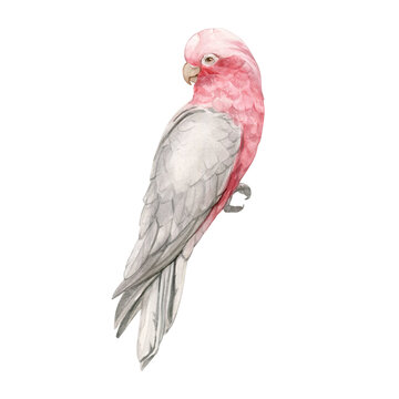 recommend clip art: Pink cockatoo on a branch hand drawn in watercolor and isolated.