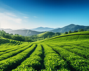 View of the tea plantation during the daytime