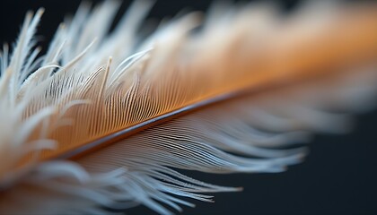 Bird Feather Close-Up: Highlighting Intricate Patterns and Softness