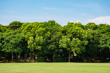 公園の広い芝と樹木と青空