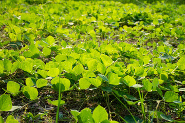 夏の土に生い茂る葉